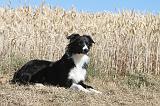 BORDER COLLIE 169